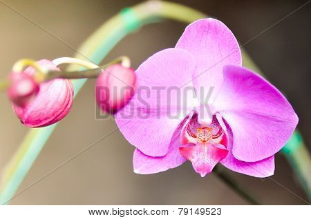 Purple Orchid