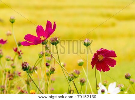 Cosmos Spp