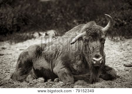 Animals In The Reserve, Russia