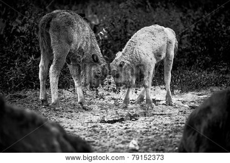 Animals In The Reserve, Russia