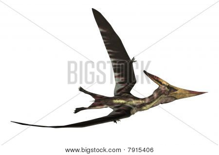 Pteranodon Longiceps