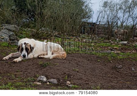 Spanish Mastiff Dog Resting