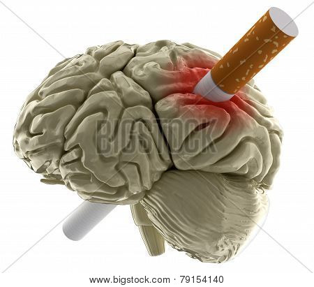 Human brain with Cigarette (clipping path included)