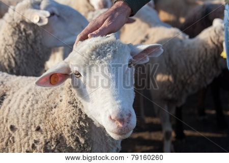 Shepherd Caress