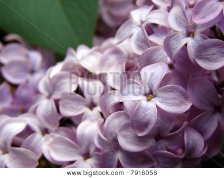 Lilas