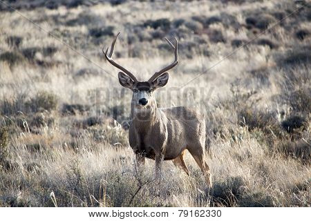 Deer in desert