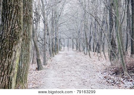 Forest trail at winter