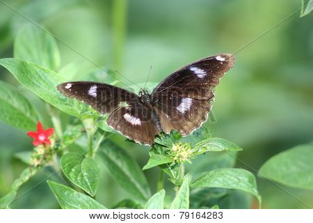 great eggfly
