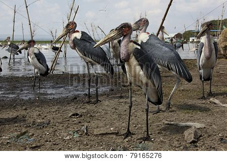 Marabu