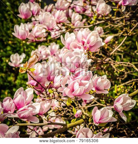Magnolia