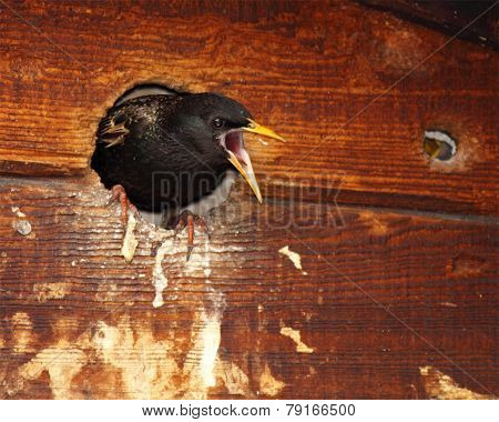 Starling Defending Nest