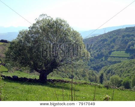 Camino De Santiago, Santiago De Compostela Prov. Spanien...