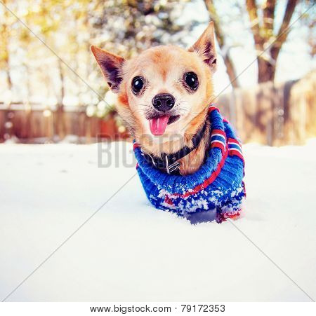  a cute chihuahua in the snow wearing a knitted sweater on a cold winter day 