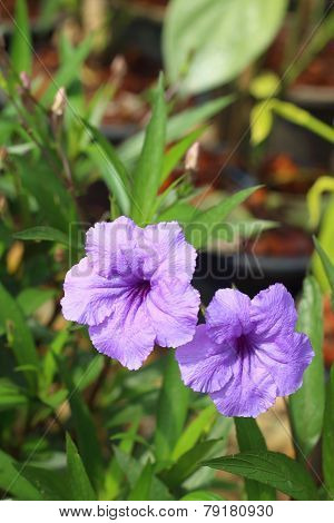 A Purple  Hibiscus Flower At The Park