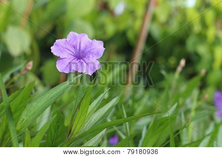 A Purple  Hibiscus Flower At The Park