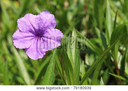 A Purple  Hibiscus Flower At The Park