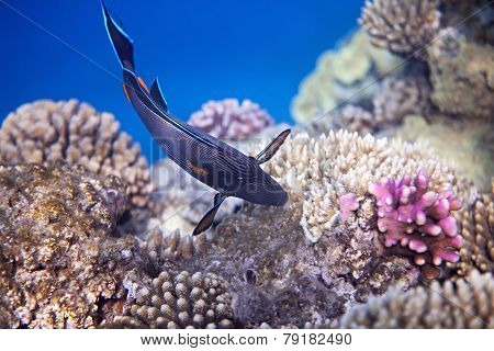 Sohal surgeonfish