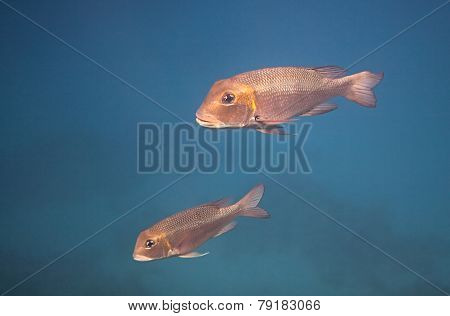 Humpnose big-eye bream