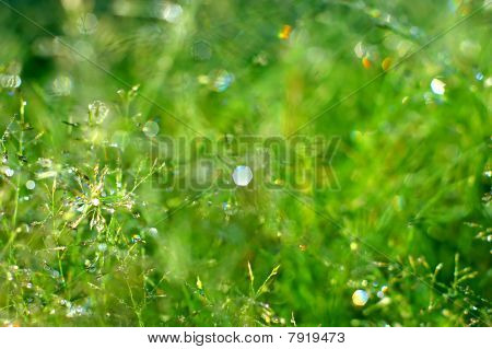 Befeuchten Sie frisch grün Gras
