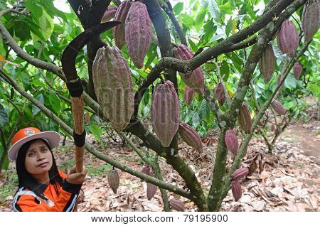 Worker picking fruit cacao