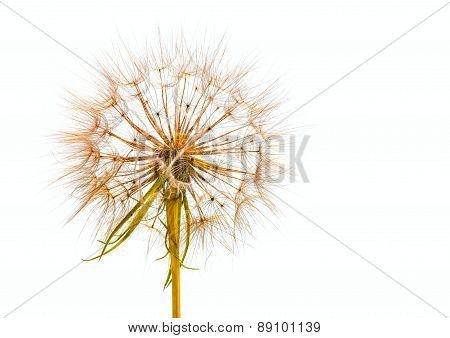 Salsify Or Dandelion Seed