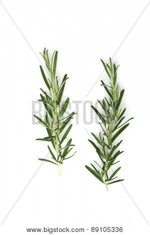 Rosemary on white background - studio shot
