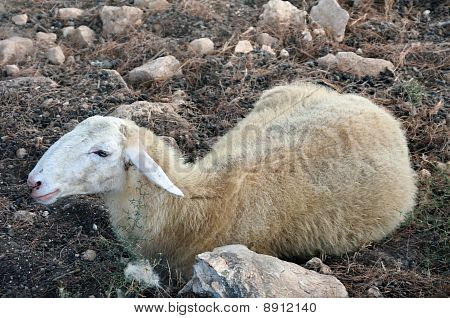 Lamb