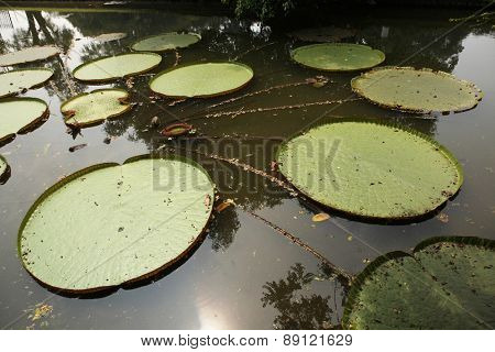 Victoria leaves (Victoria amazonica) in the Bogor Botanical Gardens, West Java, Indonesia.
