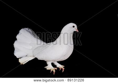 White Pigeons