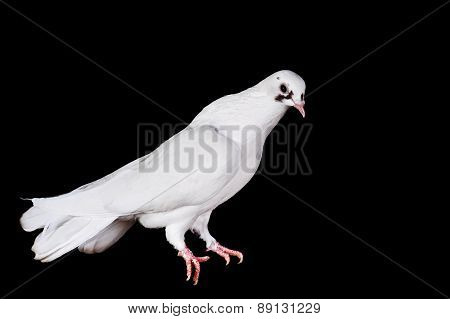 White Pigeon