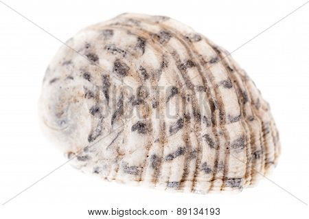 Tropical Seashell