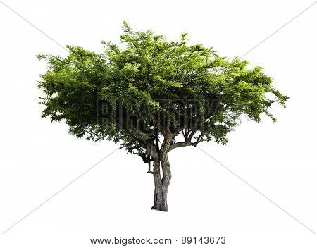 Amla Fruit Tree Isolated
