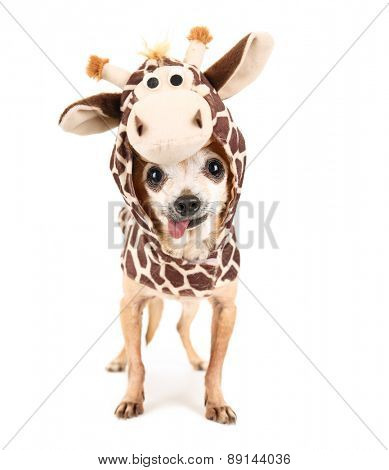  a cute chihuahua in a giraffe costume isolated on a white background studio shot portrait 