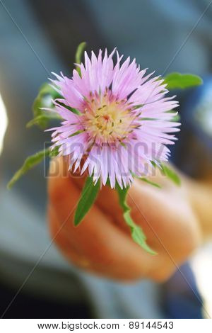 Closeup of single Dealbata flower in the hand of a woman.