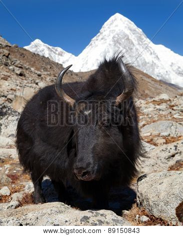 Yak And Mount Pumo Ri