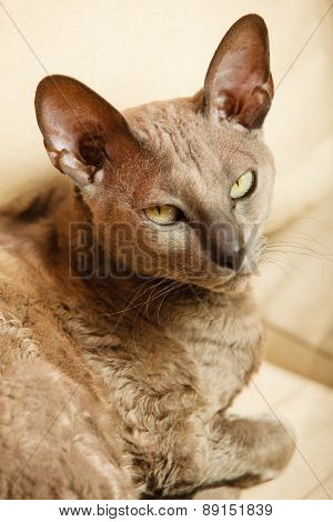 Animals At Home. Egyptian Mau Cat