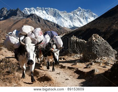 White Yak And Mount Lhotse - Nepal