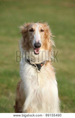 Gorgeous Barzoi In Autumn