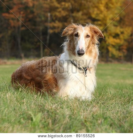 Gorgeous Barzoi In Autumn