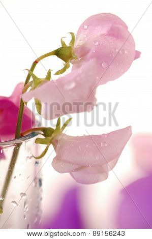 Sweet peas flower
