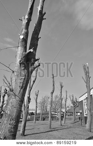 Pruned Trees