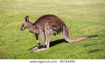 Kangaroo in Australia.