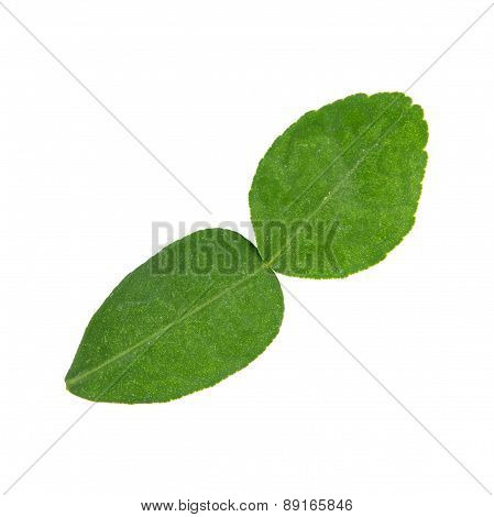 Kaffir Lime Leaf, An Important Ingredient For Thai Cuisine.