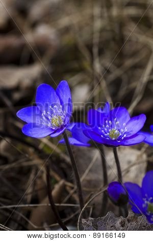blue anemones