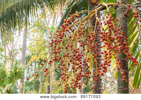 Cyrtostachys Renda Blume