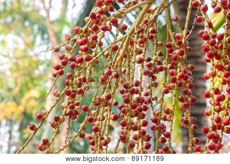 Cyrtostachys Renda Blume