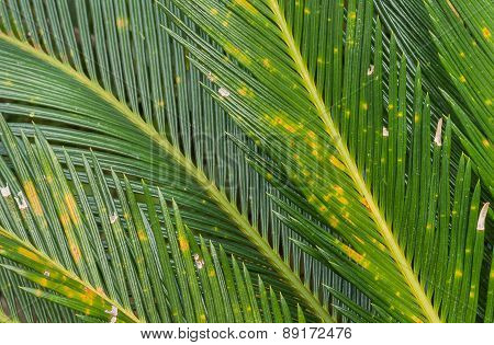 Close-up Of Leaves Cycas Circinalis L.