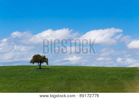 meadow, grass land with tree, blue sky, screen saver computer