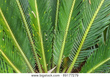 Close-up Of Leaves Cycas Circinalis L.