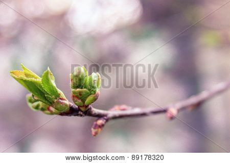 First spring leaves on a twig in park, shallow depth of field